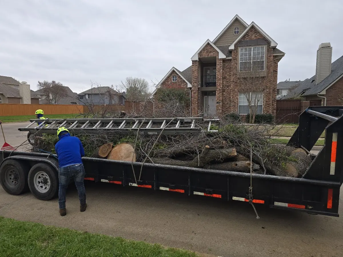 Expert Tree Removal with proper safety equipment in La Veta